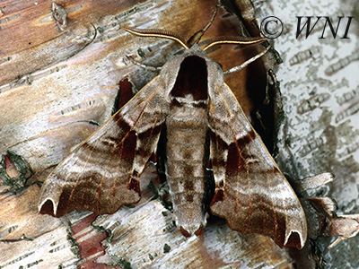 Twin-spotted Sphinx (Smerinthus jamaicensis)